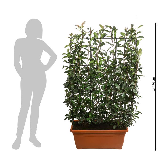 philodendron florida ghost care Philodendron Florida Ghost main image 0