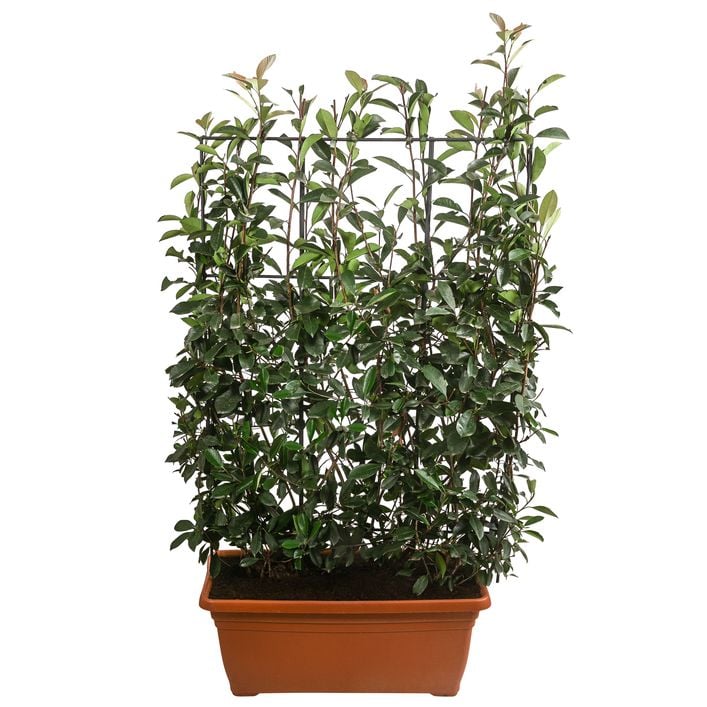 gummibaum nach draußen stellen Ficus Elastica Robusta bush 140cm main image 1