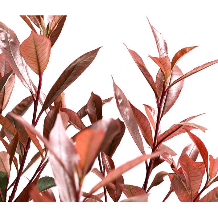 Glanzmispel 'Carr Rouge' | Dehner