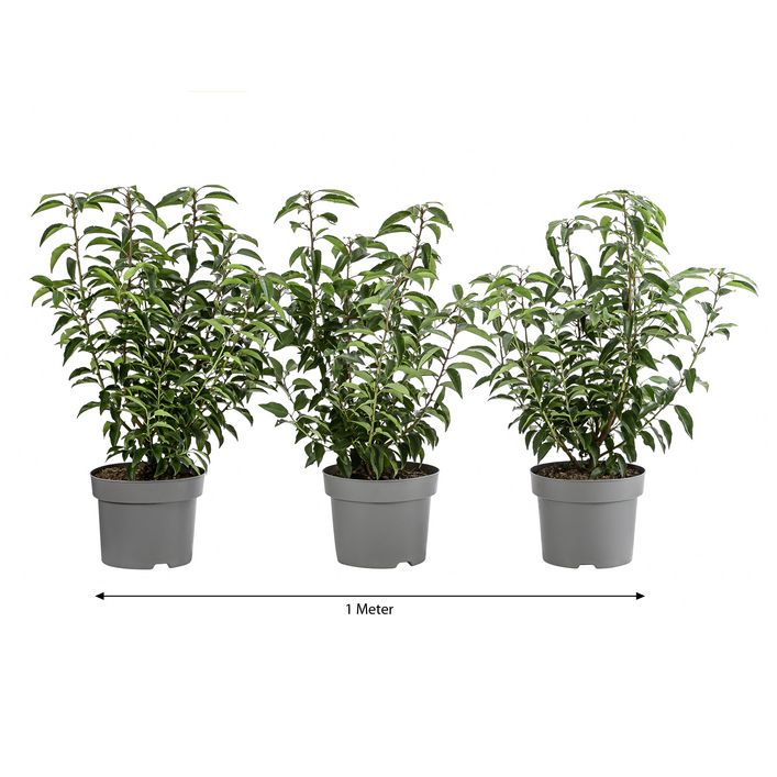 kirschlorbeer italienisch Portugiesischer Kirschlorbeer - Prunus lusitanica main image 0