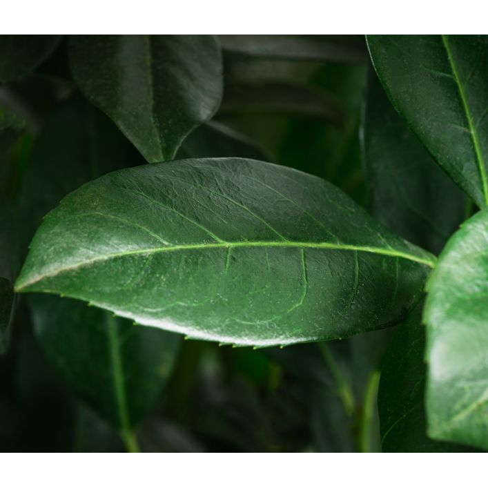philodendron monkey mask Monstera Monkey Mask | Care Guide and Pro Tips - Delivery from Toronto  across Canada main image 1
