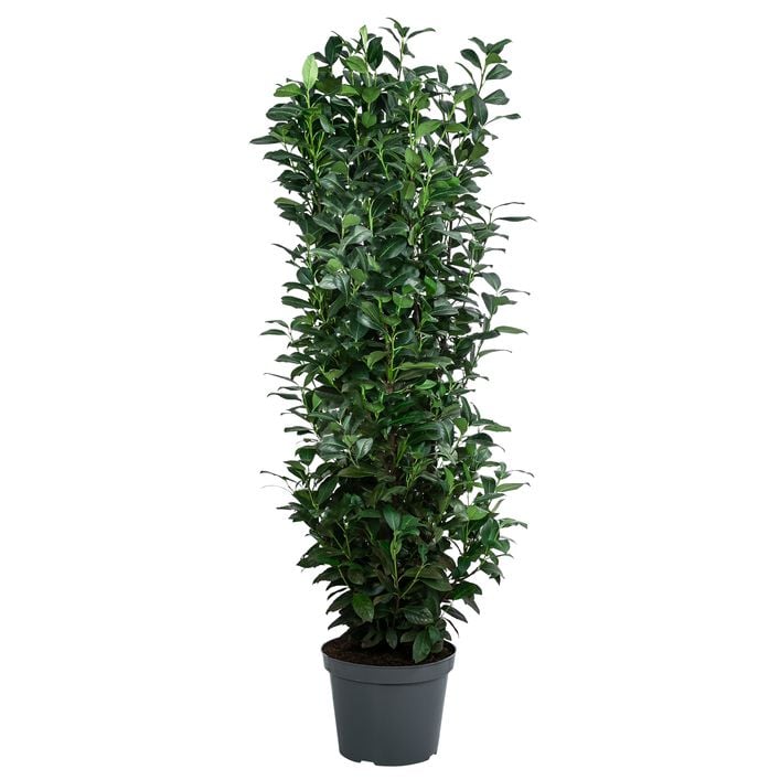 portugiesischer kirschlorbeer welche erde Portugiesischer Kirschlorbeer – Prunus lusitanica 'Angustifolia' (Hoch –  Blupf by Kitzinger