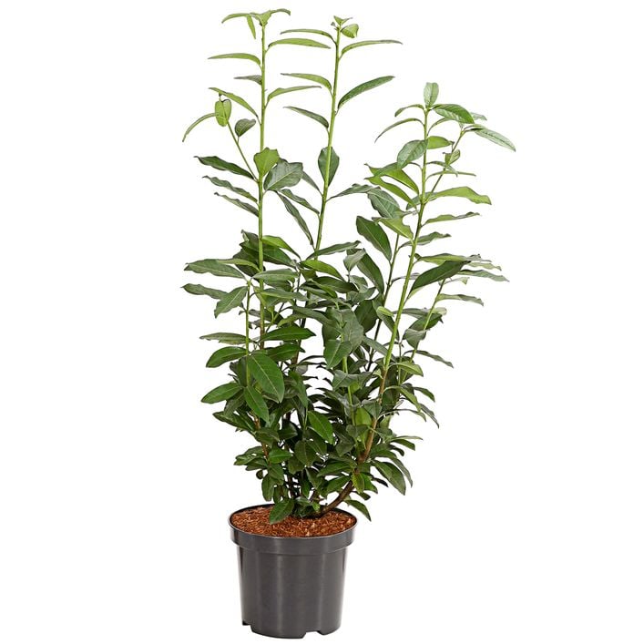 monstera sommer balkon Monstera deliciosa | Fensterblatt