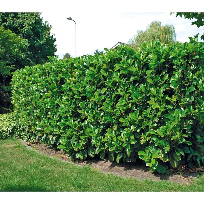 monstera esqueleto mature Monstera esqueleto – AABexotics