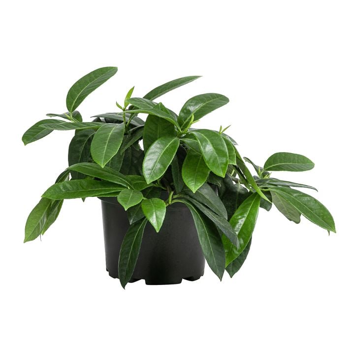 Bodendecker Kirschlorbeer 'Mount Vernon' | Dehner