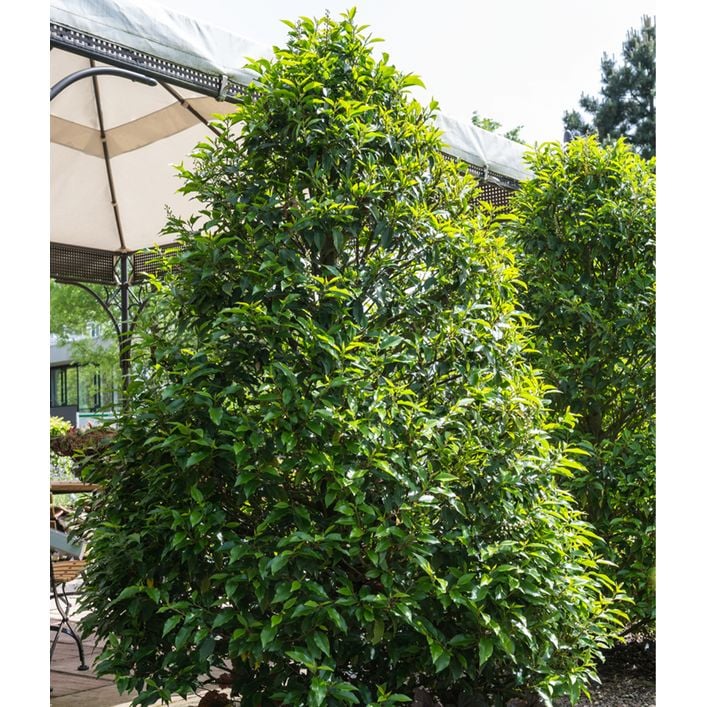 liguster immergrün hecke Ligusterhecke kaufen | Ligustrum ovalifolium main image 1