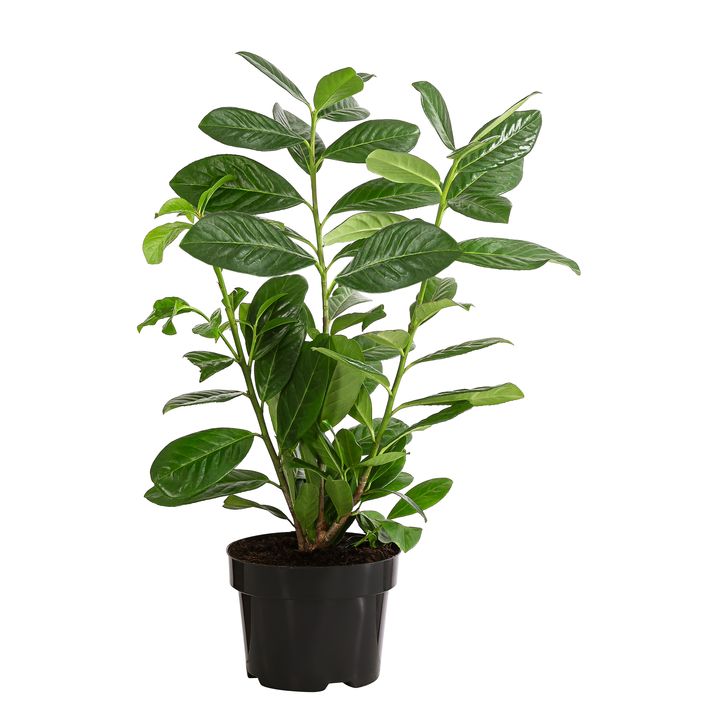 künstliche monstera pflanze Künstliche Monstera 90 cm main image 1