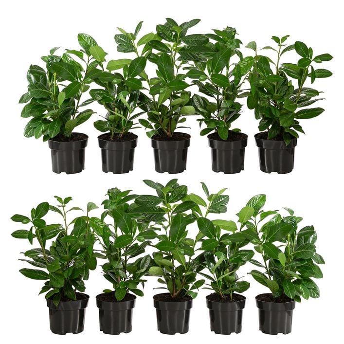 philodendron gloriosum types Philodendron Gloriosum (Tissue Culture Plant in Jiffy Bag) – vridhigarden main image 0