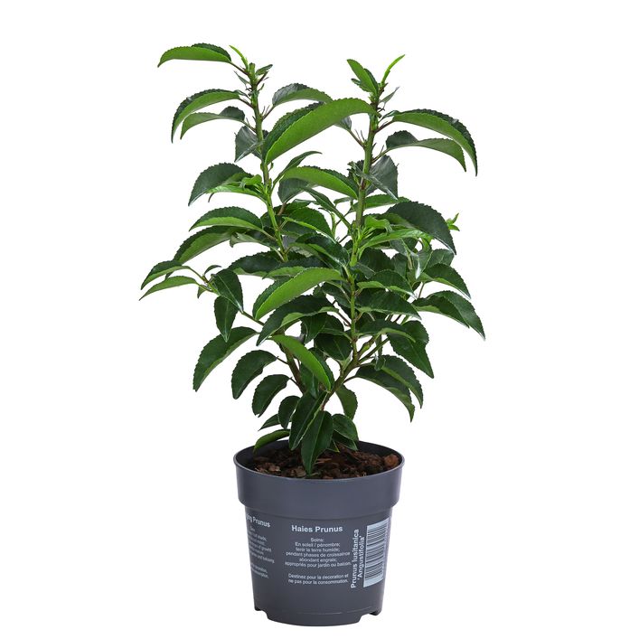 Portugiesischer Kirschlorbeer 'Angustifolia' | Dehner