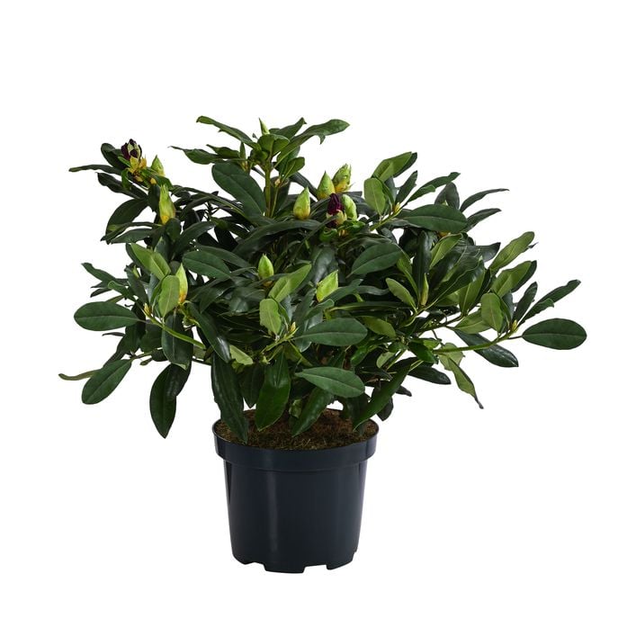heckenpflanze thuja smaragd Thuja Smaragd kaufen main image 1