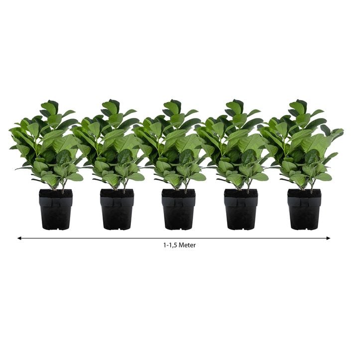 1-1,5 Meter Kirschlorbeer 'Etna', 5 x ca. | Dehner