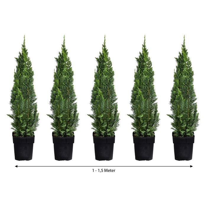 1-1,5 Meter Gartenzypresse 'Little Spire', 5x | Dehner