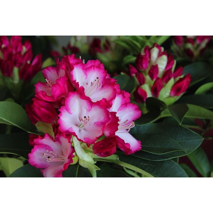 Rhododendron 'Mega' | Dehner