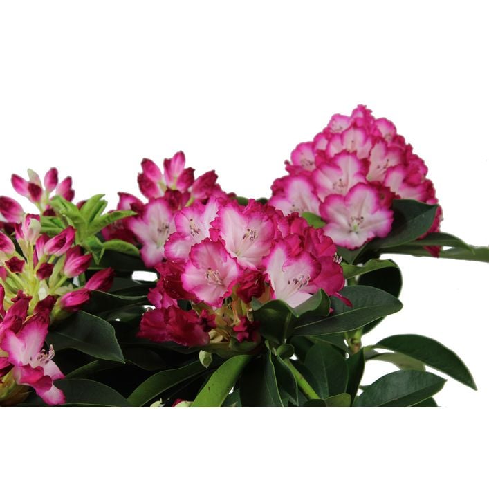 Rhododendron 'Mega' | Dehner