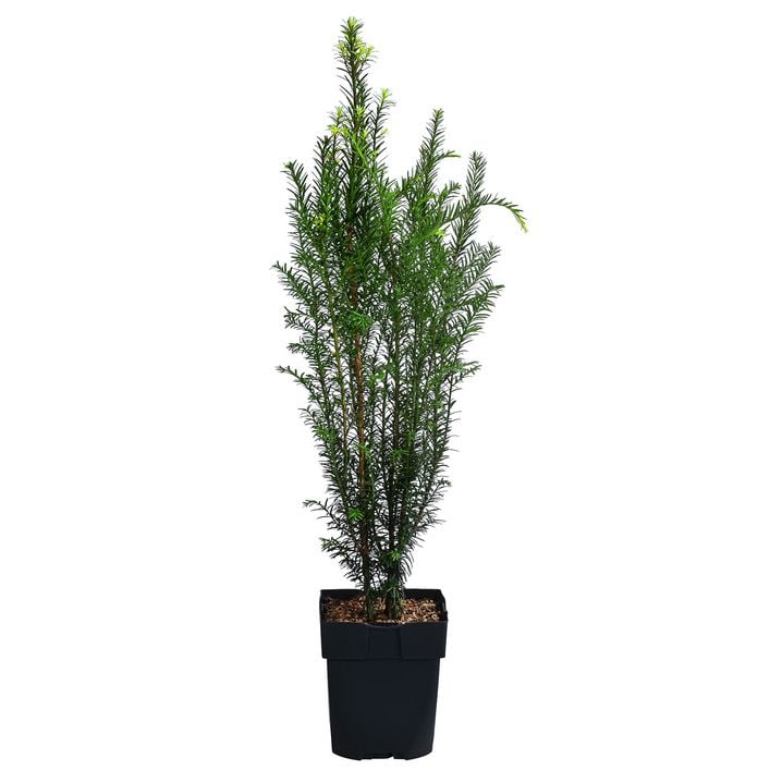 glanzmispel bodenansprüche Glanzmispel als Spalierbaum bestellen? main image 1