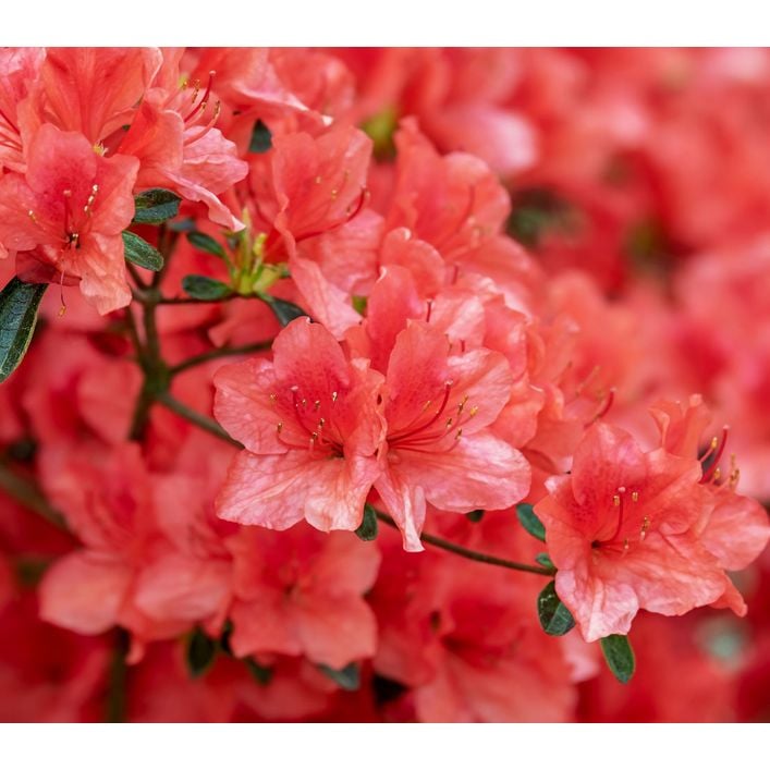 Zwerg-Rhododendron | Dehner