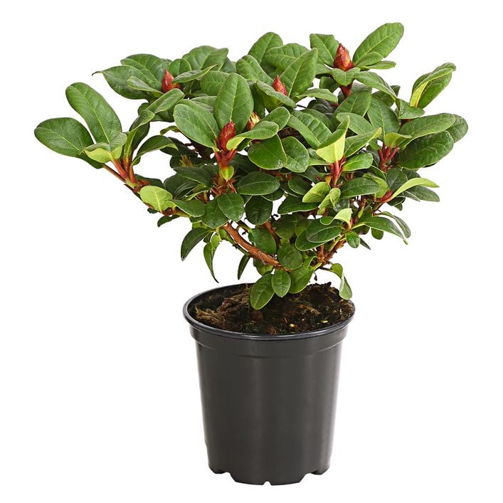 Zwerg-Rhododendron | Dehner