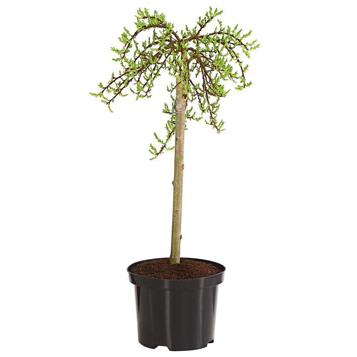 zimmerpflanzen online günstig Starter-Set | plus kleines Geschenk