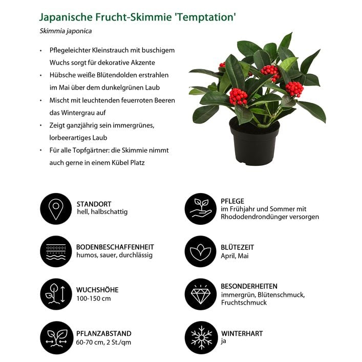 Japanische Fruchtskimmie 'Temptation' | Dehner
