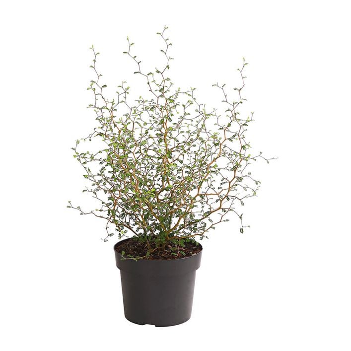 Schnurbaum 'Little Baby' | Dehner