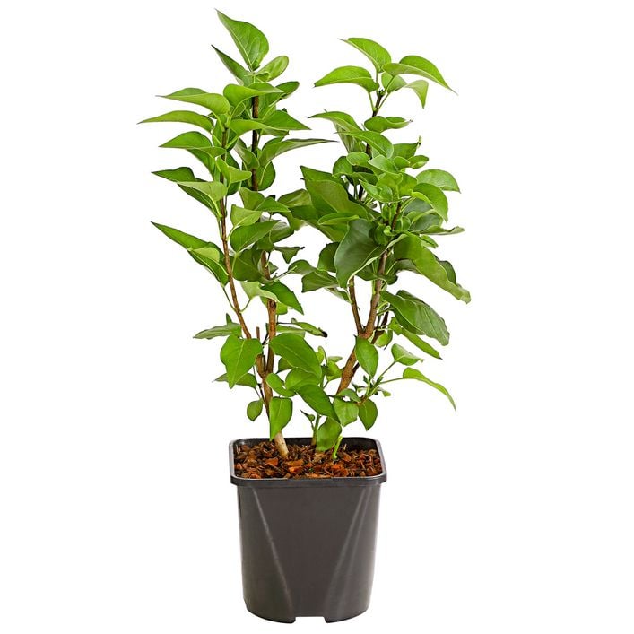 künstlicher weihnachtsbaum spritzguss Künstlicher Weihnachtsbaum Spritzguss-Nadeln — SVITA main image 1