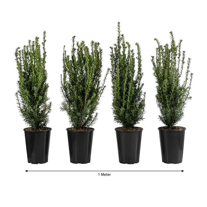 ikea farn Bettaufkleber Set für IKEA Kura main image 0