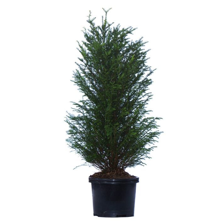 goldfruchtpalme klein Goldfruchtpalme XL | Dypsis main image 1