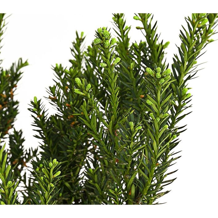 1 Meter Becher-Eibe 'Hillii', 5 x ca. 40-50 cm | Dehner