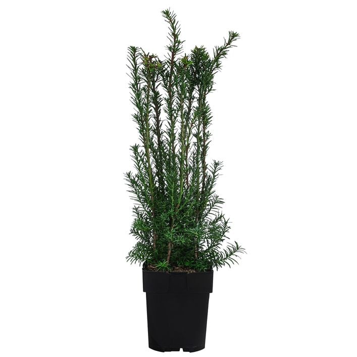 geigenfeige stamm kaufen Ficus Lyrata - 180 cm main image 1