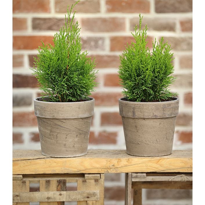 obi thuja hecke Thuja Smaragd kaufen – schmale Hecke main image 1