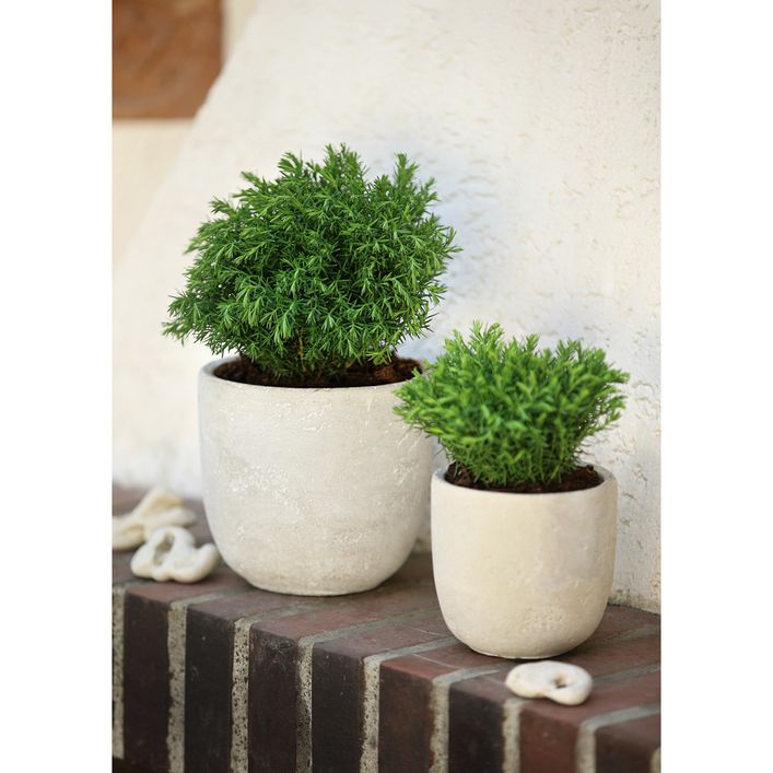 Thuja Occidentalis Teddy  Kuscheliger Zwerg-Lebensbaum, 3er Set, 15-20 Cm  Im 1L Topf Thuja Teddy 3er Set