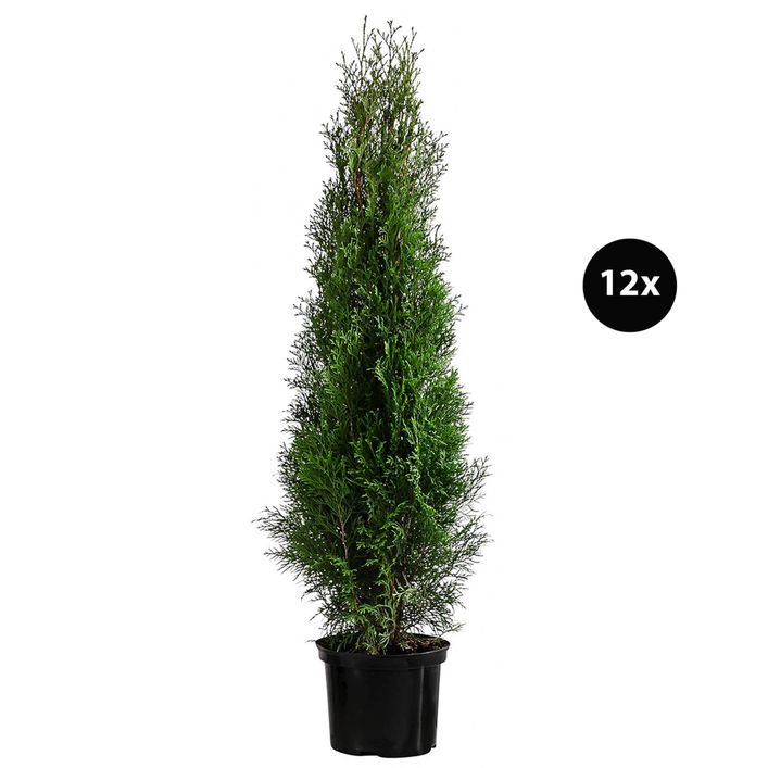vertragen thujas rindenmulch Thuja Smaragd kaufen – schmale Hecke main image 1
