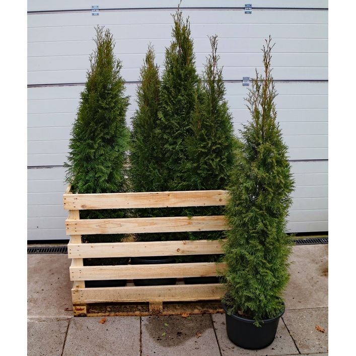 kaffeestrauch zimmerpflanze Coffea arabica Kaffee Pflanze Kaffeestrauch Zimmerpflanze – Blumen-Senf®