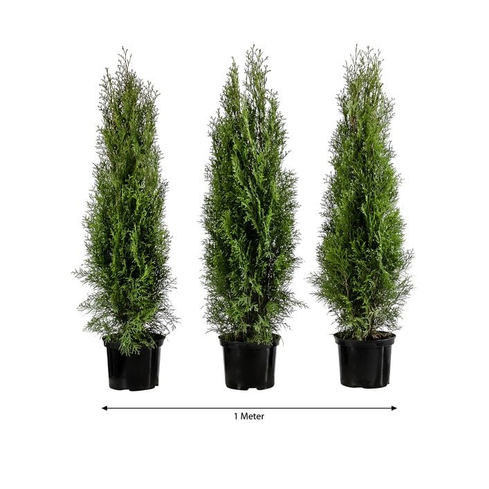 thuja 1 50 m Green Giant Arborvitae Tree