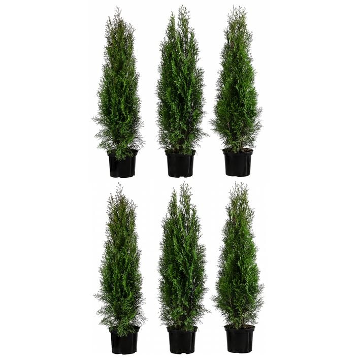 japanischer ahorn topfpflanze Roter Fächerahorn 60-80cm im 5L Topf Atropurpureum main image 0