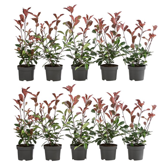 euphorbia kaktus giftig Euphorbia erytrea - Wolfsmilchkaktus :19 H:70 cm