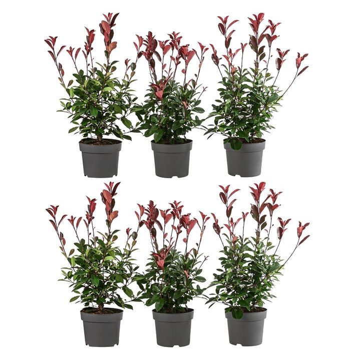 2 Meter Purpur-Glanzmispel 'Red Robin', 6 x | Dehner