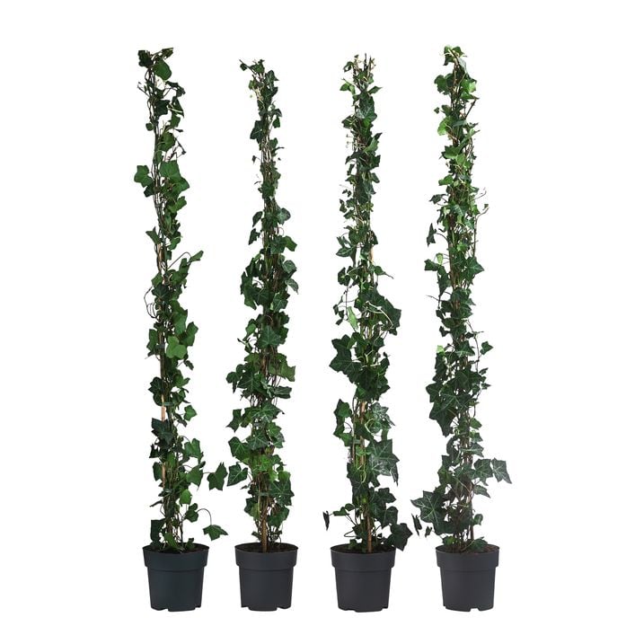 1 Meter Groblttriger Efeu 'Hibernica', 4 x | Dehner