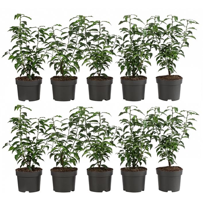 portugiesischer kirschlorbeer dicht bekommen Portugiesischer Kirschlorbeer Tico® (Prunus lusitanica 'Tico®') | 40-60 cm  im Topf main image 0