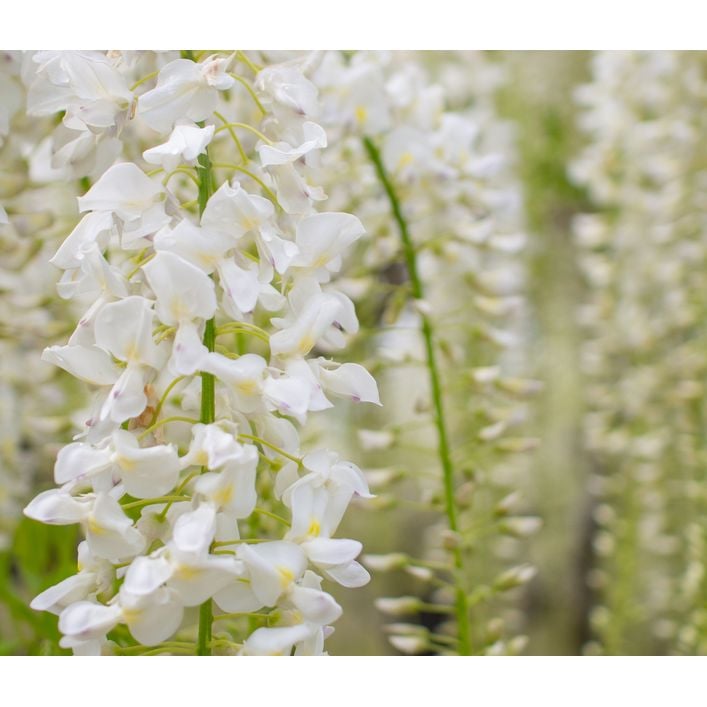 Chinesischer Blauregen - Wisterie, wei | Dehner