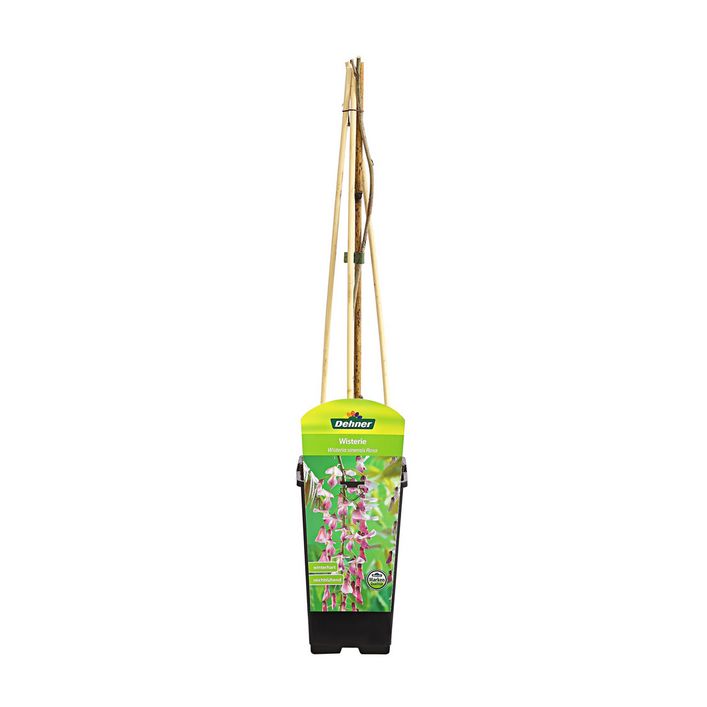 Chinesischer Blauregen - Wisterie, rosa | Dehner