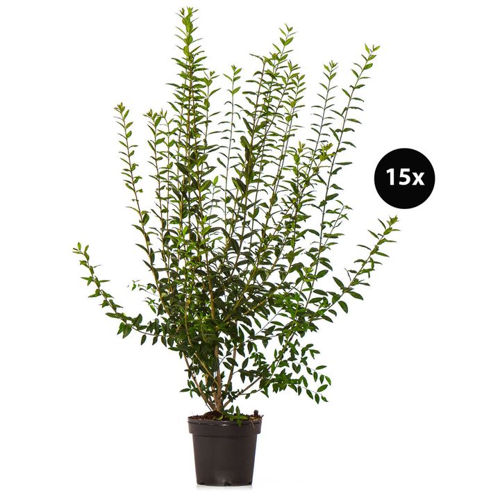 5 Meter Gemeiner Liguster, 15 x ca. 100-150 cm | Dehner