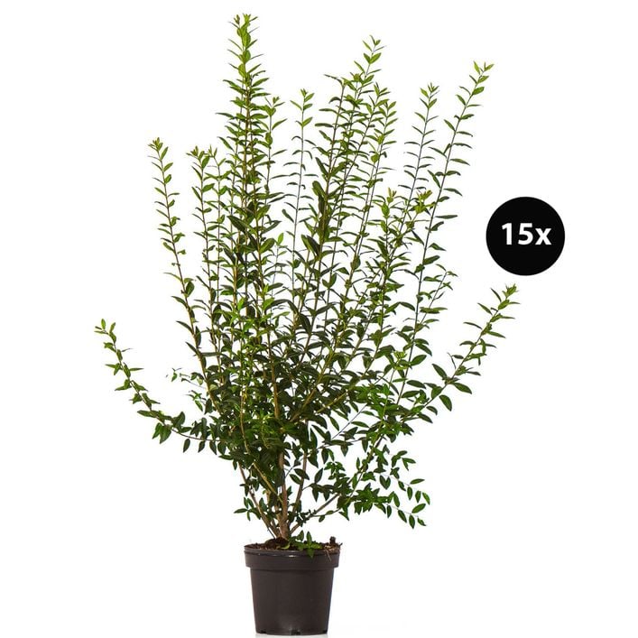 cestrum nocturnum plant Cestrum nocturnum | Night Blooming Jasmine main image 0