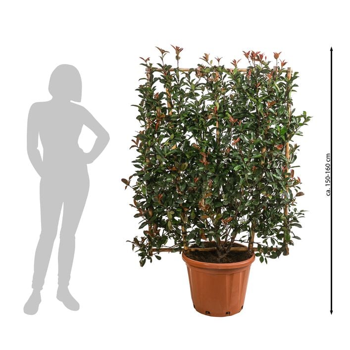 Purpur-Glanzmispel 'Robusta Compacta', ca. | Dehner