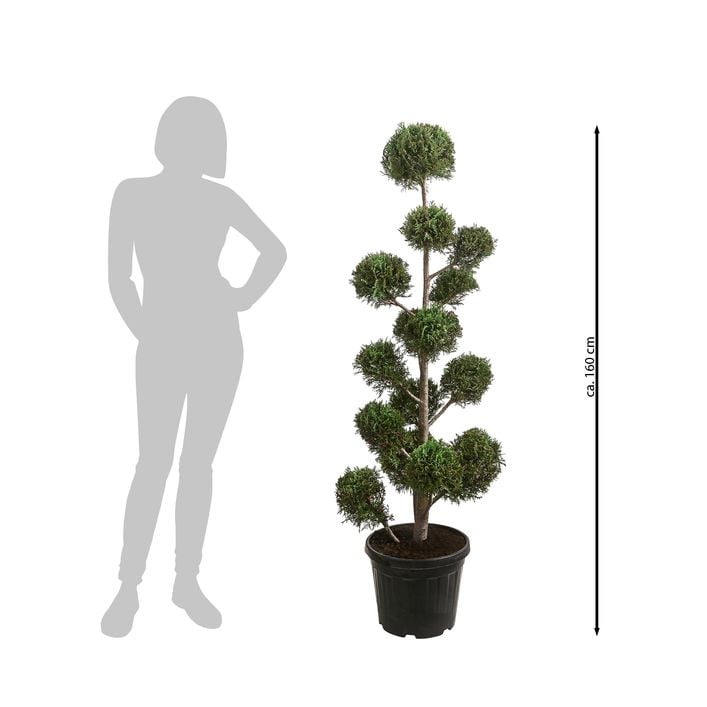 farn beet Formanova Beet  MIgardener