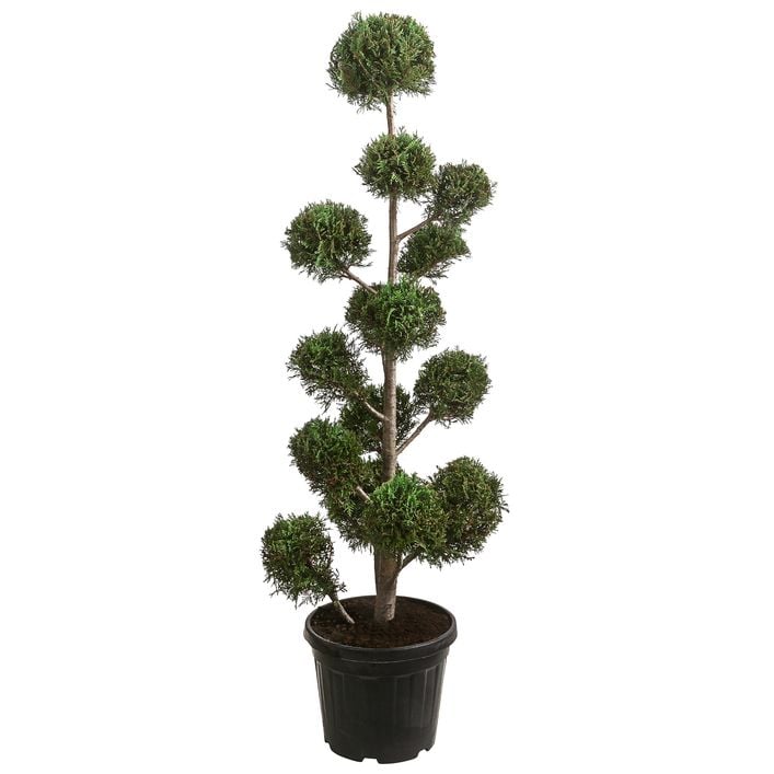 dracena colorama plant Dragon Tree (Dracaena marginata 'Colorama') – Cedar Bridge Botanicals main image 1