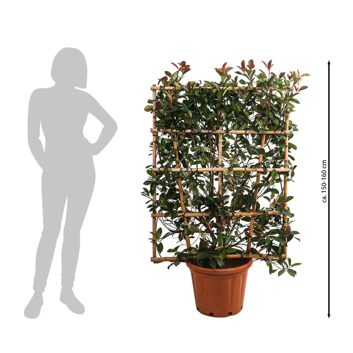 Purpur-Glanzmispel 'Red Robin', ca. 150-160 cm | Dehner