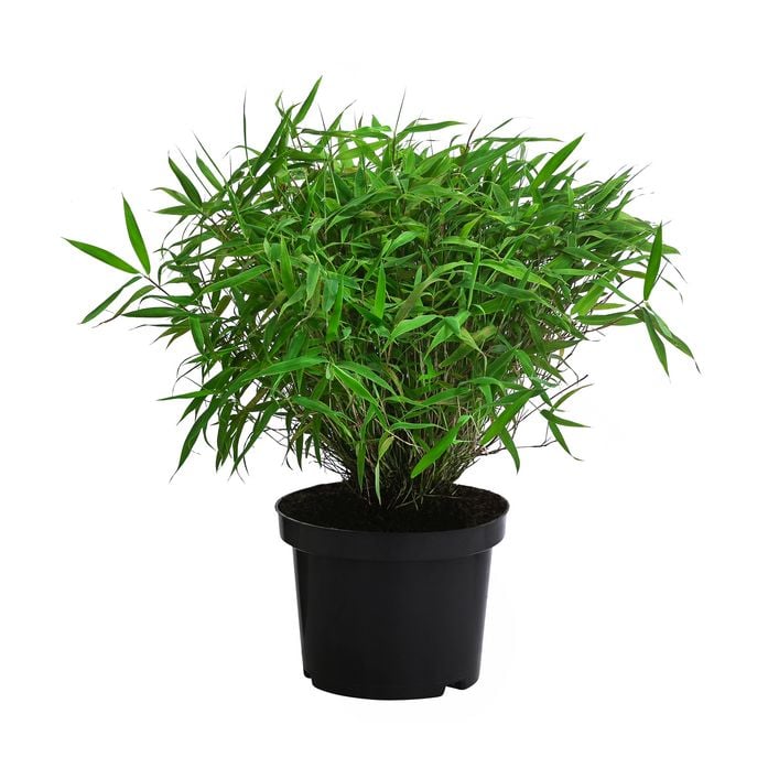 dracaena dracaena Dracaena Warneckii – Adplants main image 1