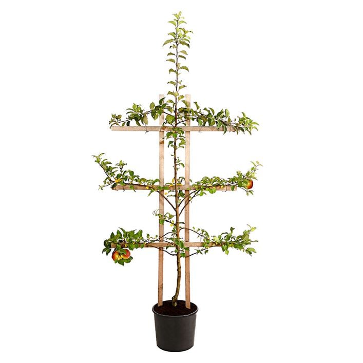 thuja baum dünger Thuja Dünger - Mineralischer NPK Flüssigdünger mit Stickstoff main image 0