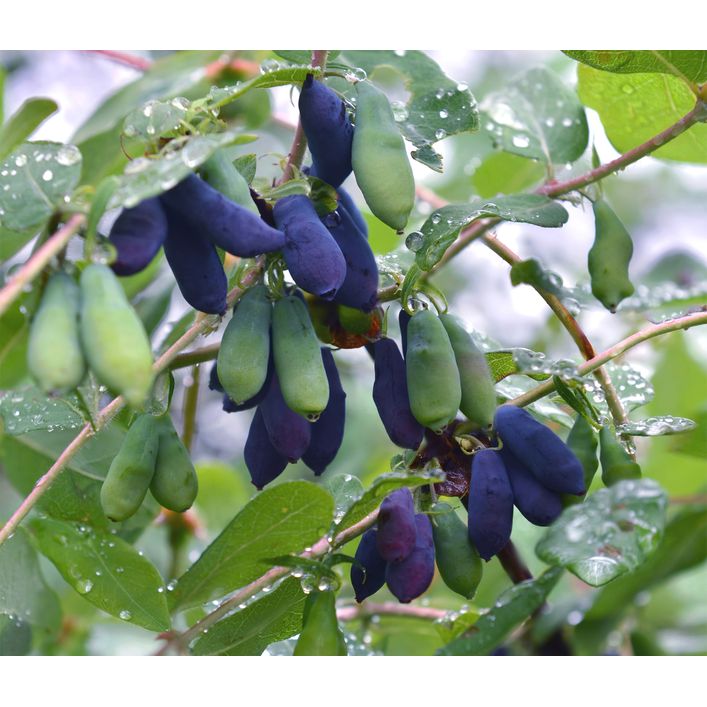 Bio Sibirische Blaubeere 'Duet' | Dehner